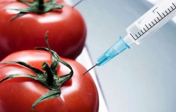 Користь і шкода ГМО продуктів