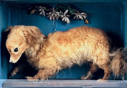 Допомога людині або каторжна праця собак собаче життя