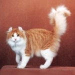 Cat de rase Scottish Straight, fold, caracter, descrierea rasei