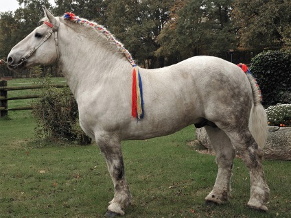 Порода коней першерона опис породи її розміри (фото і відео)