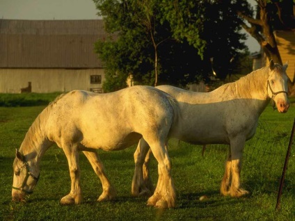 Percheron lófajta leírása a fajta méretei (fotók és videó)