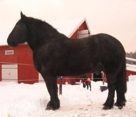 Percheron lófajta leírása a fajta méretei (fotók és videó)