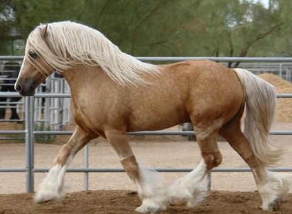 Порода коней першерона опис породи її розміри (фото і відео)