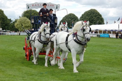 Percheron lófajta leírás, tartalom, gondoskodás