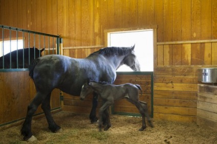 Percheron lófajta leírás, tartalom, gondoskodás