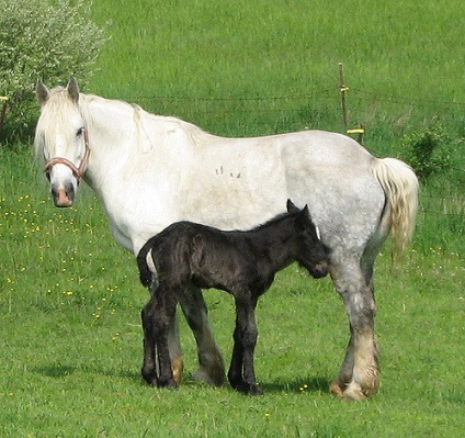 Percheron lófajta leírás, tartalom, gondoskodás