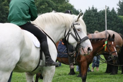 Percheron lófajta leírás, tartalom, gondoskodás