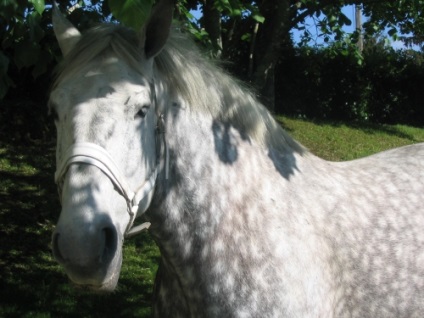 Percheron порода коне описание, съдържание, грижи