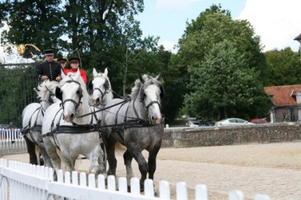 Percheron lófajta leírás, tartalom, gondoskodás