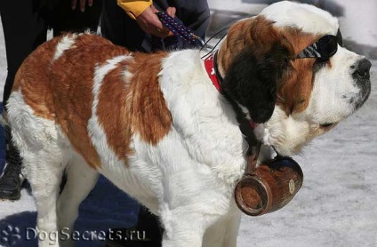 O rasă de câini St Bernard, un câine de salvare
