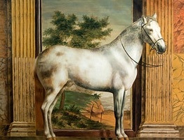 Specie Berber (barbar) - despre cai, un cal