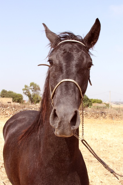 Specie Berber (barbar) - despre cai, un cal