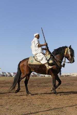 Specie Berber (barbar) - despre cai, un cal