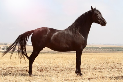 Specie Berber (barbar) - despre cai, un cal