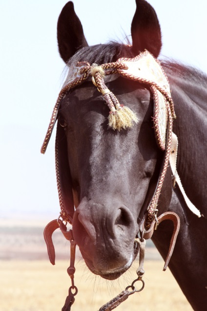 Specie Berber (barbar) - despre cai, un cal