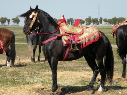 Specie Berber (barbar) - despre cai, un cal