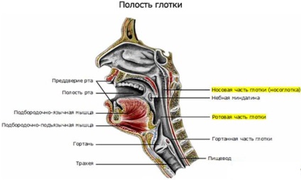 Після їжі в носоглотку потрапляє їжа причини застрявання, що робити