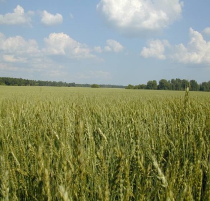 Практичний посібник з технології вирощування ярої пшениці (стор