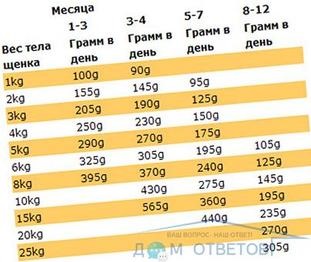 Правила годування двомісячного цуценя - відповіді і поради на твої питання