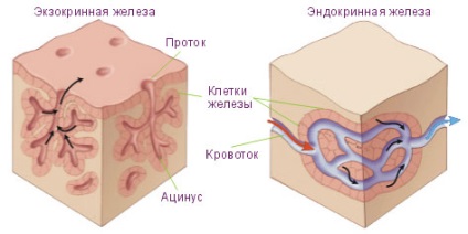 Cauzele psoriazisului din ceea ce apare psoriazisul, cauzele