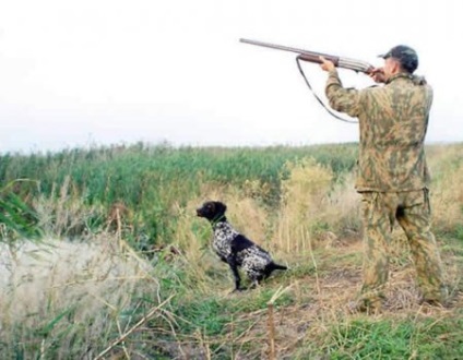 Obișnuit să tragă câini de vânătoare