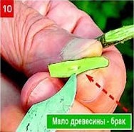 Щеплення - складно, але цілком можливо