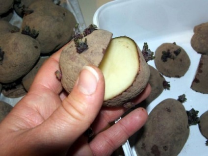 Germinare cartofi și tratament înainte de plantare ce și când să prelucreze, cum și când