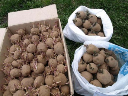 Пророщування і обробка картоплі перед посадкою чим і коли обробляти, як і коли