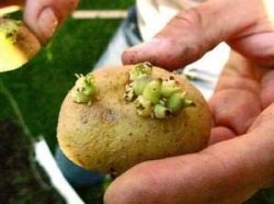 Пророщування і обробка картоплі перед посадкою чим і коли обробляти, як і коли