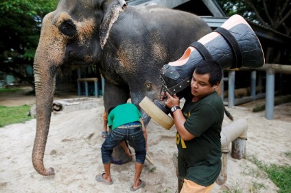 Протези для слонів - жертв мінних полів, наука і життя