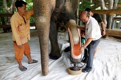 Protezelor pentru elefanți - victime ale câmpurilor miniere, științei și vieții