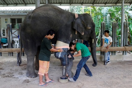 Протези для слонів - жертв мінних полів, наука і життя