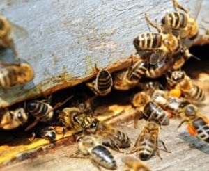 Extinderea stupinelor prin săparea albinelor cu șase sute de sfaturi