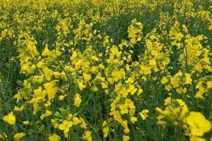 Plant zöldtrágya - gyümölcs és zöldség kert - vad nyári lakó