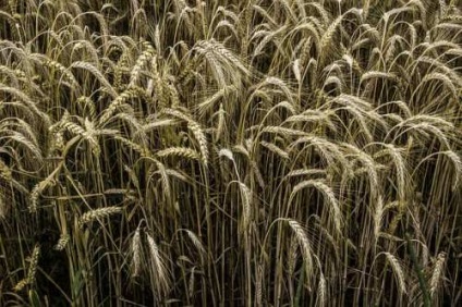 Plant zöldtrágya - gyümölcs és zöldség kert - vad nyári lakó