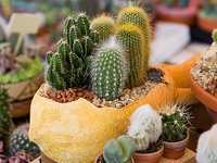 Reproducerea cactus din semințe este o călătorie interesantă cu costuri reduse - totul despre creștere