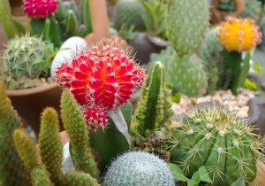 Reproducerea cactus din semințe este o călătorie interesantă cu costuri reduse - totul despre creștere