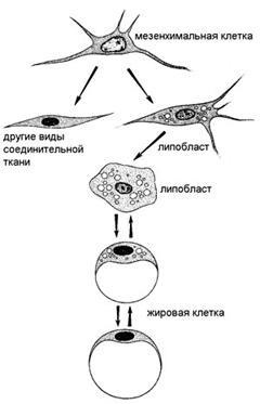 Розвиток жирової тканини - студопедія