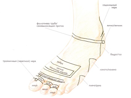 Reflexoterapie de picior și mână, reflexoterapie