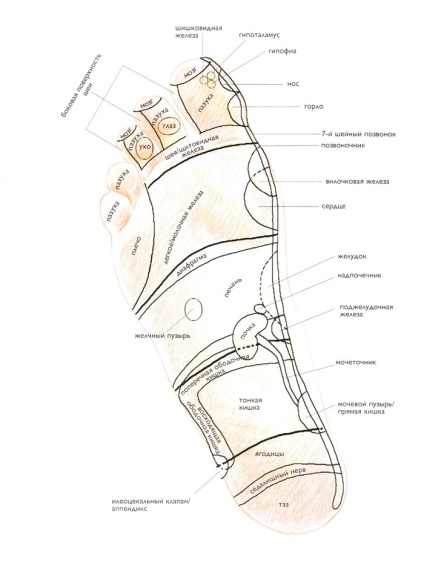 Рефлексотерапія стопи і кисті, рефлексотерапія