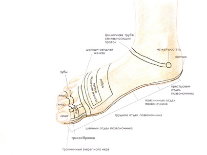 Reflexoterapie de picior și mână, reflexoterapie
