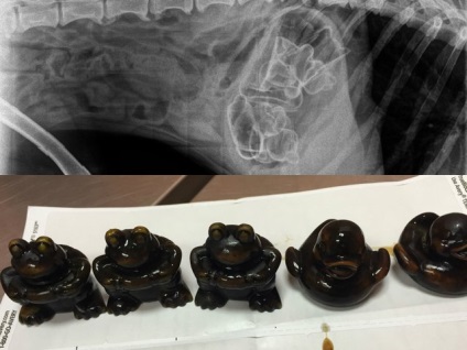 Imagini cu raze X cu obiecte șocante pe care câinii le-au mâncat