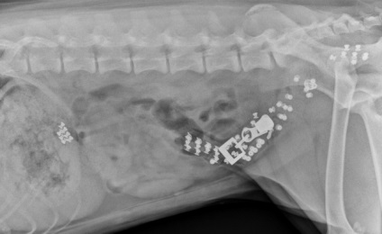 Imagini cu raze X cu obiecte șocante pe care câinii le-au mâncat