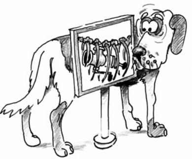Рентгенівські знімки з шокуючими предметами, які з'їли собаки
