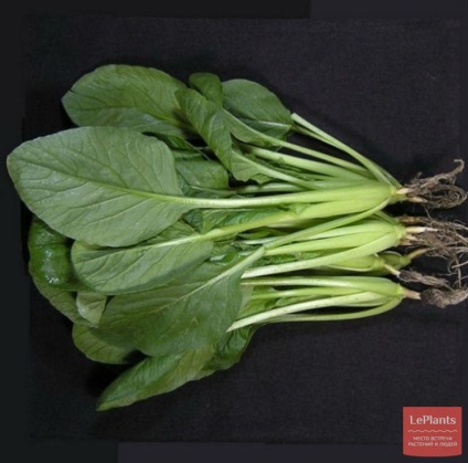 Répa (Brassica rapa)