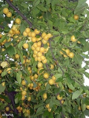 Recept lavangi hal a sütő, azerbajdzsáni konyha (a recept) Recept lavangi hal a sütő, azerbajdzsáni konyha