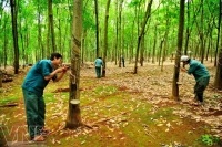 Bande de cauciuc pentru brățări de țesut - rău sau bine, umkas