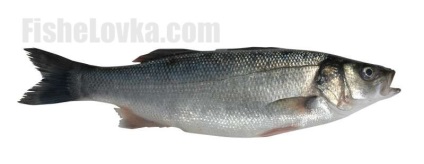 Pește de pescuit, caracteristicile speciei, caracteristicile nutriției și comportamentului