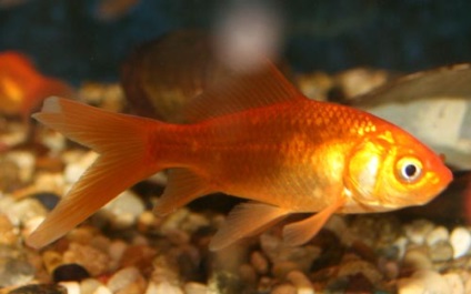 Риба комета - опис акваріумний рибки