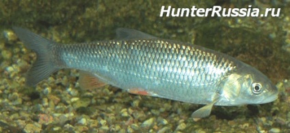 Fish undermouth (leírás és fotók)